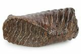 Fossil Woolly Mammoth Lower M Molar - Poland #357016-2